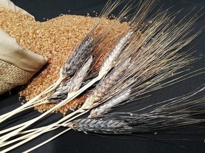 Karakılçık Bulgurunun Faydaları ve Özellikleri